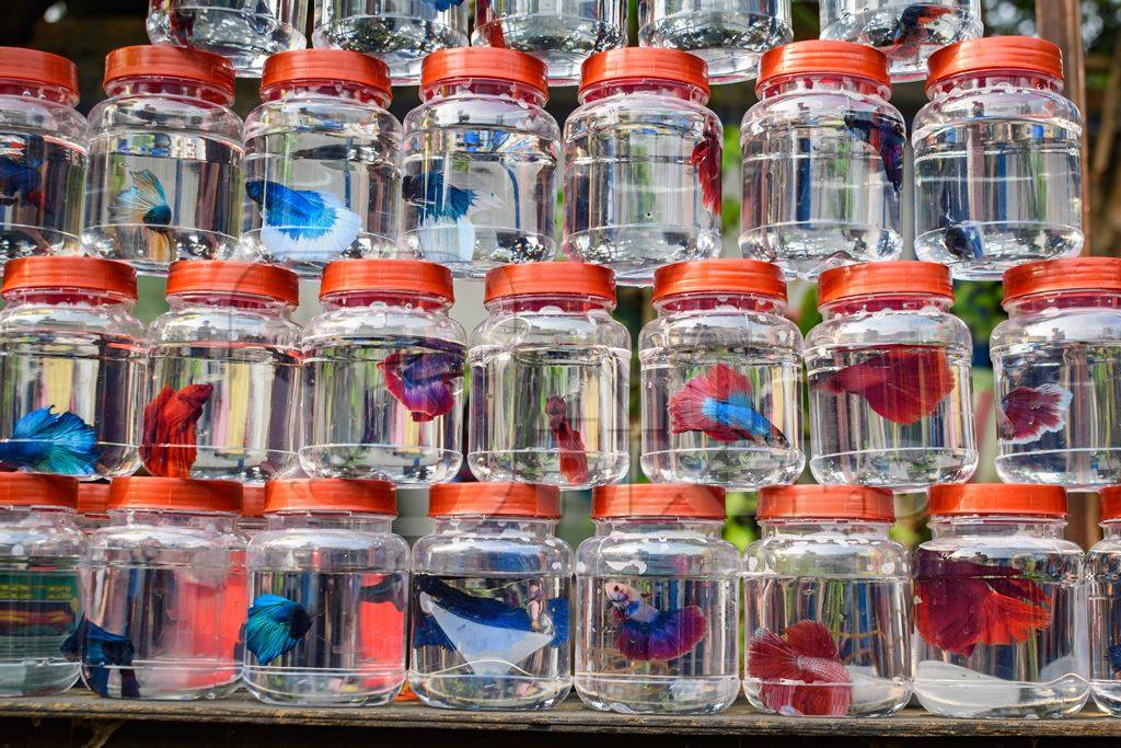 Rows of betta fish or siamese fighting fish in small containers on sale at Galiff Street pet market, Kolkata, India, 2022