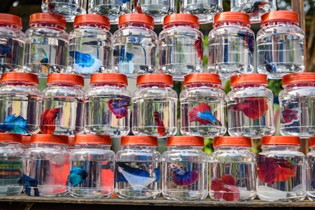 Rows of betta fish or siamese fighting fish in small containers on sale at Galiff Street pet market, Kolkata, India, 2022