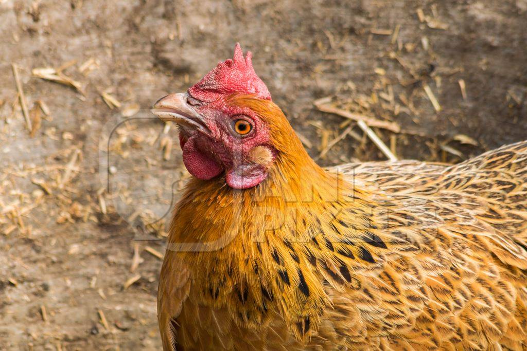 Free range chicken in a rural village in Bihar in India