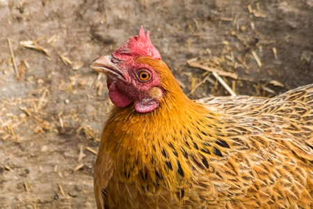 Free range chicken in a rural village in Bihar in India