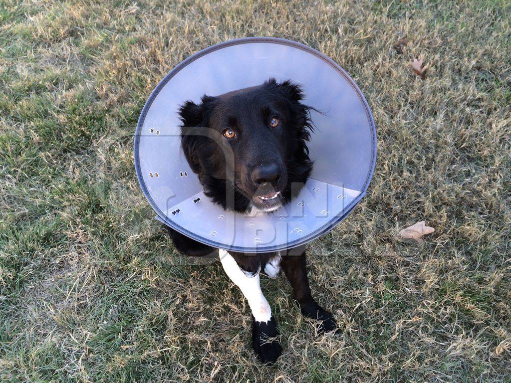 Injured dog wearing plastic Elizabethan collar to aid recovery