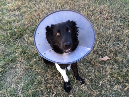 Injured dog wearing plastic Elizabethan collar to aid recovery