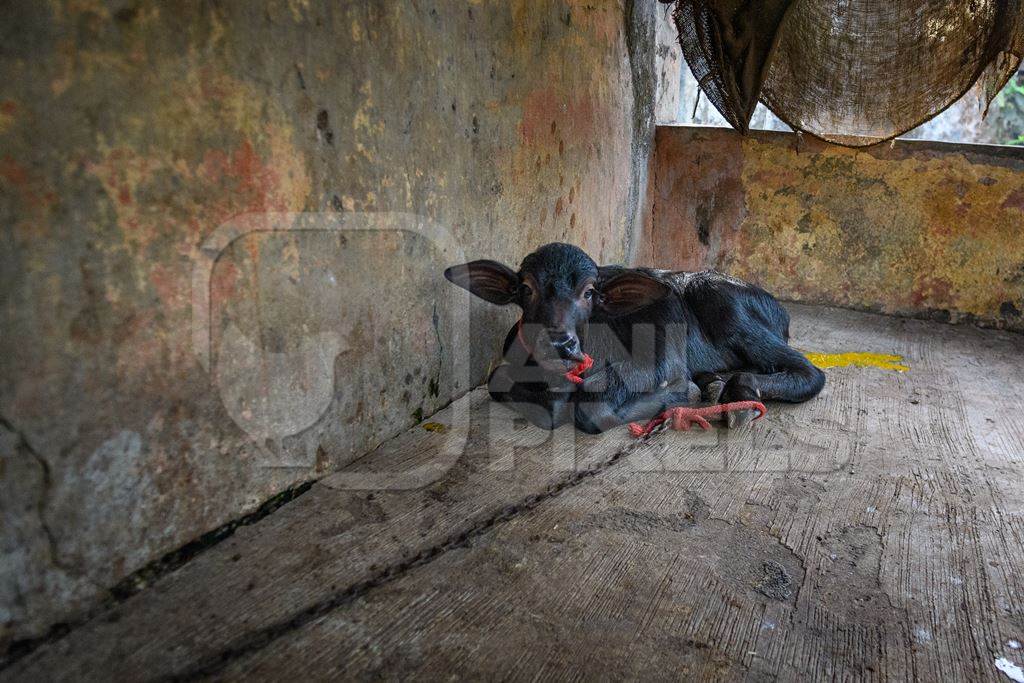 Small baby Indian buffalo calf tied up on an urban dairy farm or tabela, Aarey milk colony, Mumbai, India, 2023