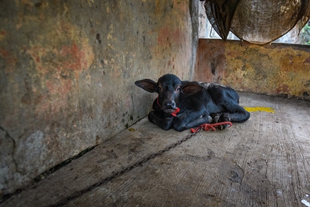 Small baby Indian buffalo calf tied up on an urban dairy farm or tabela, Aarey milk colony, Mumbai, India, 2023