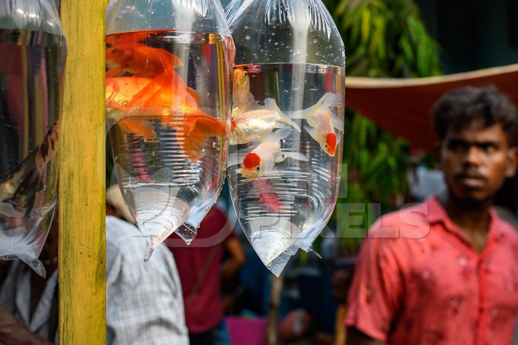 Goldfish in plastic bags on sale at Galiff Street pet market, Kolkata, India, 2022