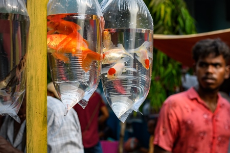 Goldfish in plastic bags on sale at Galiff Street pet market, Kolkata, India, 2022