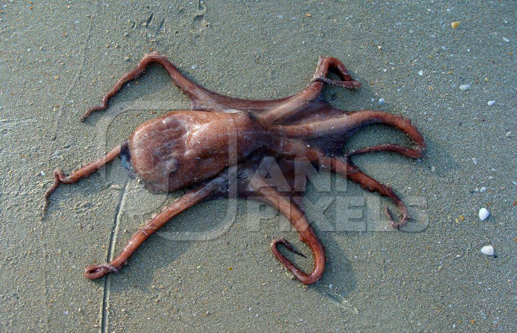 Dead octopus on beach in India