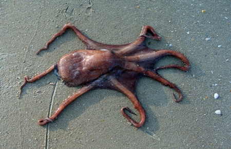Dead octopus on beach in India