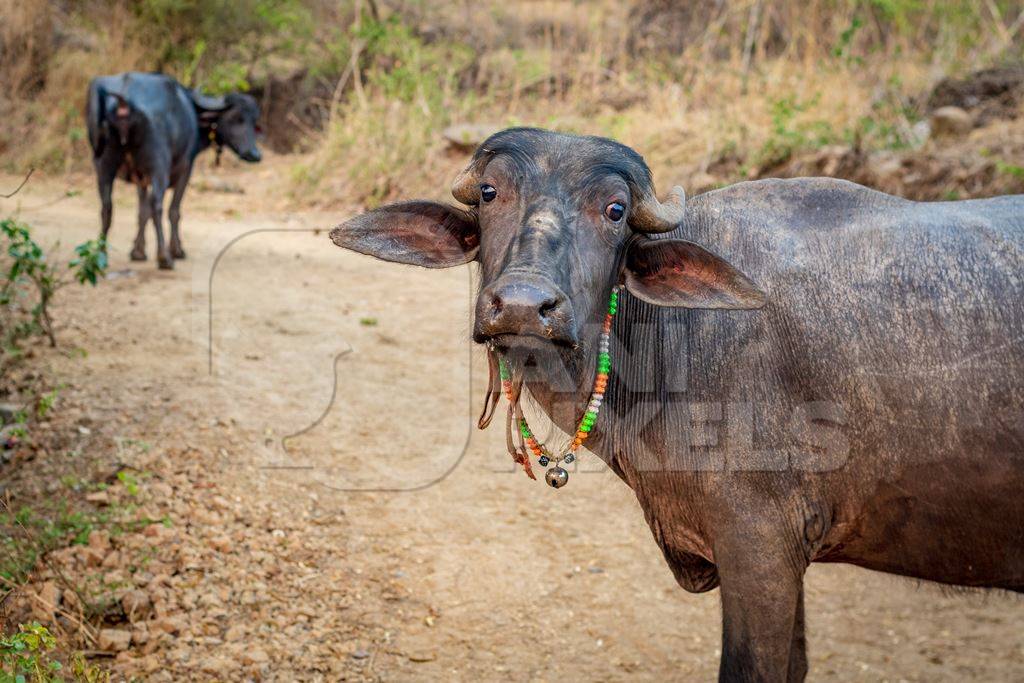 Indian buffaloes from a buffalo dairy farm walking along a path in a village in rural Maharashtra, India