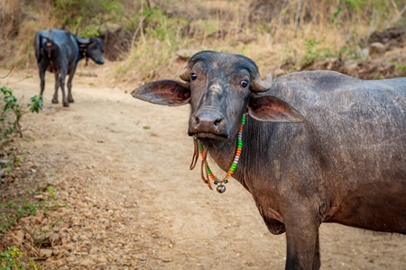 Indian buffaloes from a buffalo dairy farm walking along a path in a village in rural Maharashtra, India