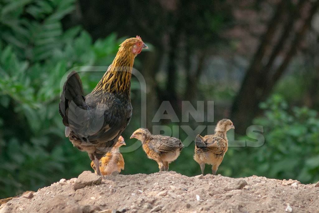 Mother chicken or hen with chicks in a village in rural Bihar, India