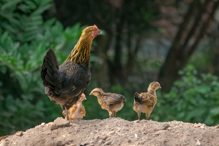 Mother chicken or hen with chicks in a village in rural Bihar, India