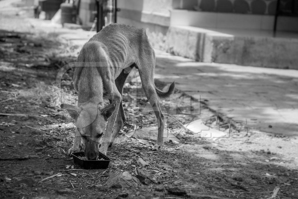 Photo of a thin skinny stray Indian street dog eating food in an urban city in Maharashtra, India, in black and white