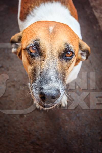 Street dog with big orange eyes looking up on the road