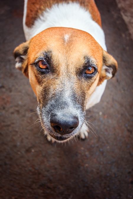 Street dog with big orange eyes looking up on the road