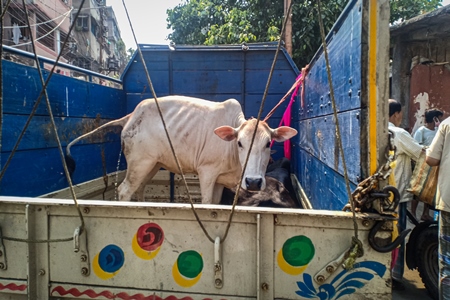 Cow tied up in a truck being transported, Kolkata, India, 2021