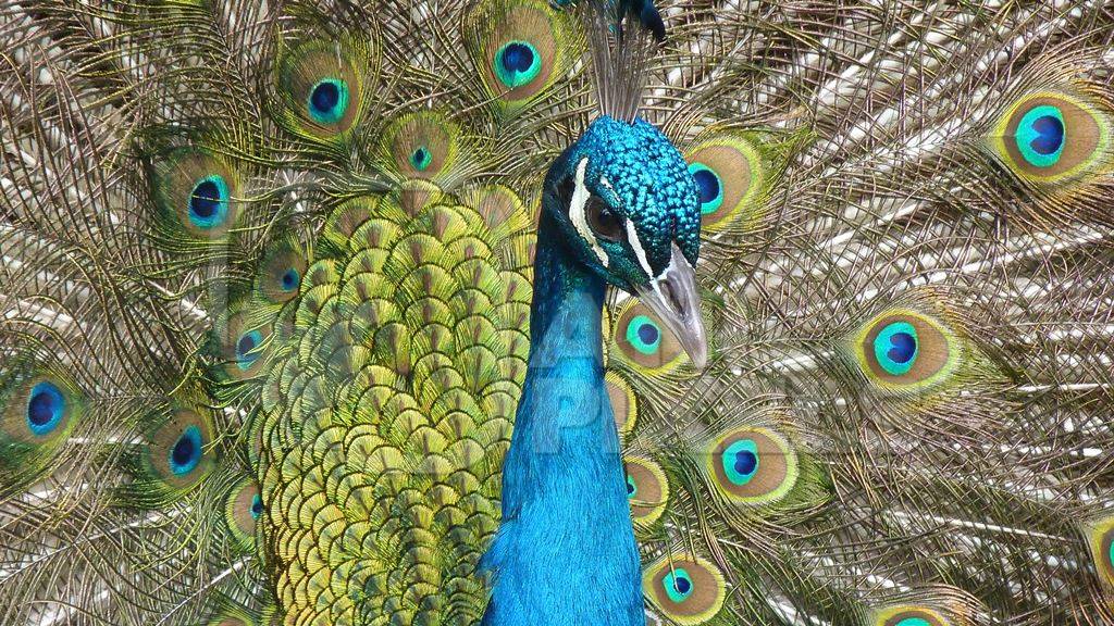 Beautiful blue peacock bird fanning his tail