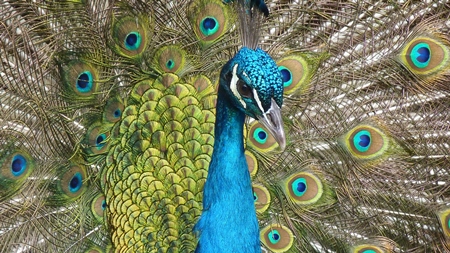 Beautiful blue peacock bird fanning his tail