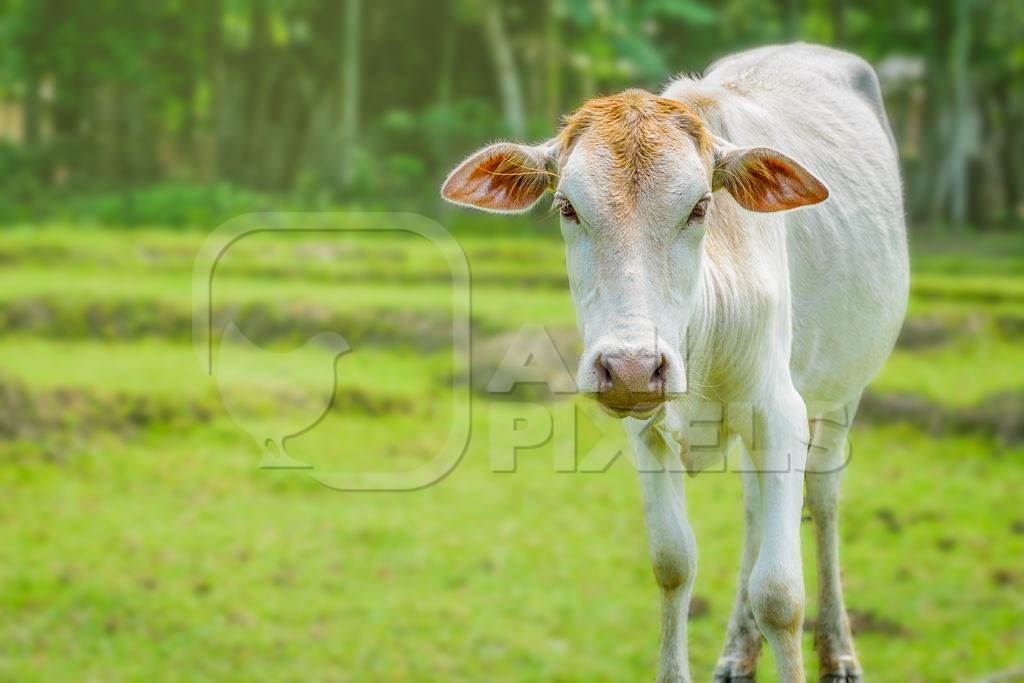 Cream Indian cow in green field on dairy farm in Assam, India (with background editing)
