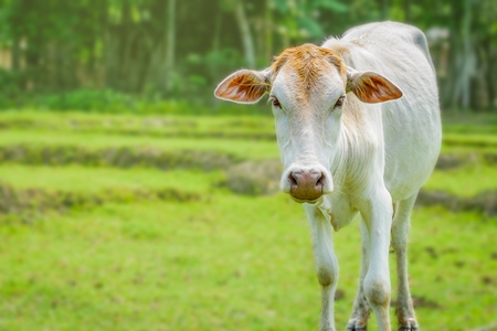 Cream Indian cow in green field on dairy farm in Assam, India (with background editing)