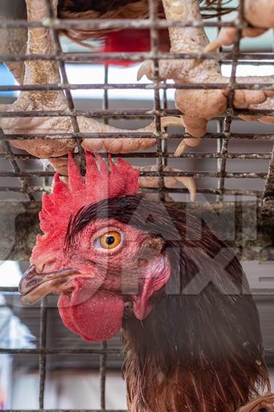 Indian chicken or hen on sale in cage with feet of chickens above them at a live animal market on the roadside at Juna Bazaar in Pune, Maharashtra, India, 2021