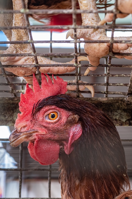 Indian chicken or hen on sale in cage with feet of chickens above them at a live animal market on the roadside at Juna Bazaar in Pune, Maharashtra, India, 2021