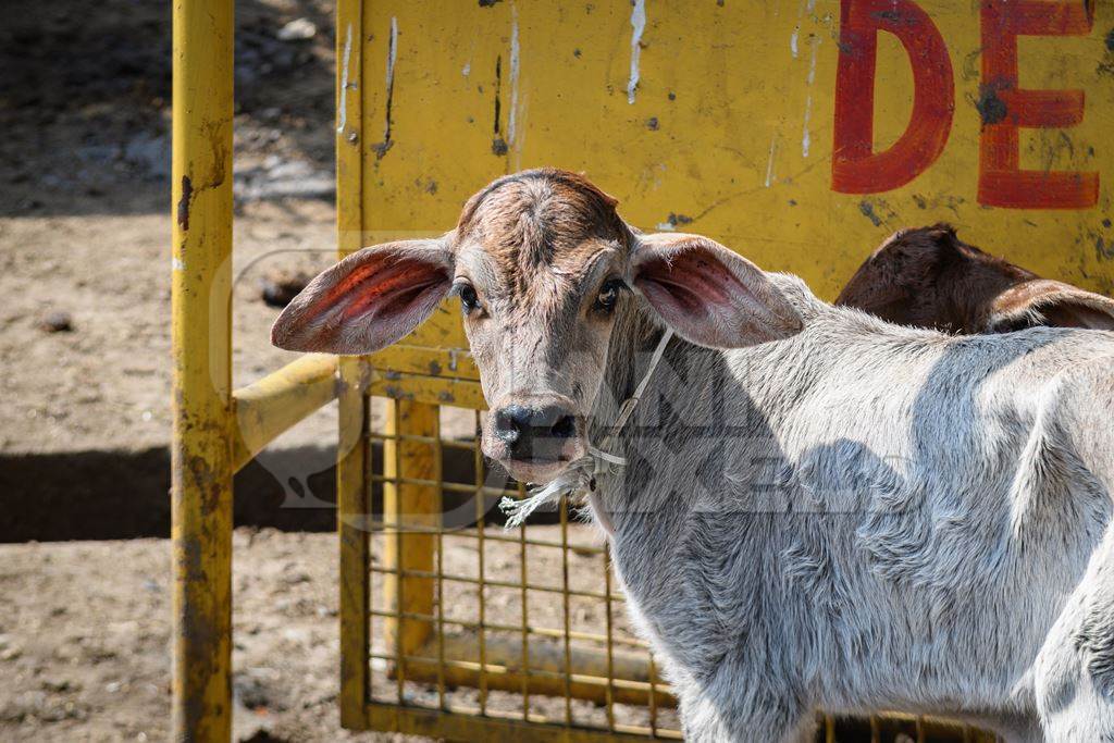 Small Indian dairy cow calves tied up in the street near Ghazipur Dairy Farm, Delhi, India, 2022