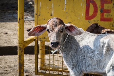 Small Indian dairy cow calves tied up in the street near Ghazipur Dairy Farm, Delhi, India, 2022