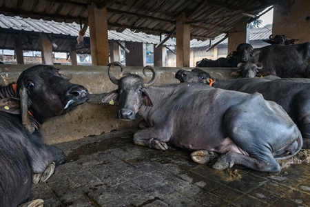 Farmed Indian buffaloes chained up in a line on an urban dairy farm or tabela, Aarey milk colony, Mumbai, India, 2023