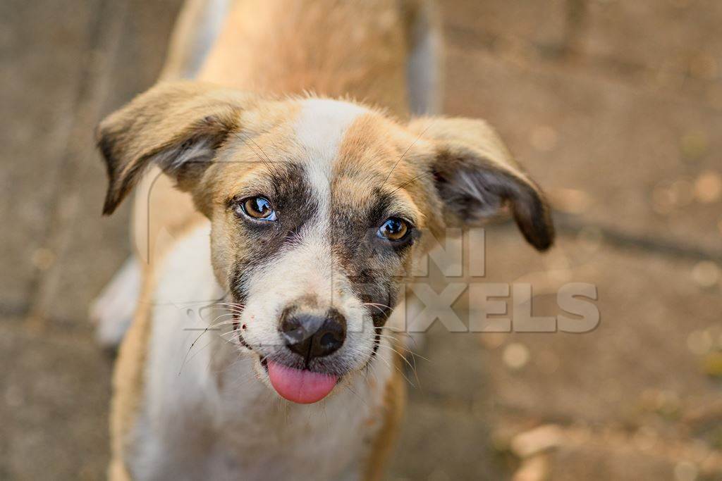 Indian stray or street pariah puppy dog sticking tongue out on road in urban city of Pune, Maharashtra, India, 2021