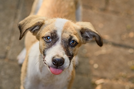 Indian stray or street pariah puppy dog sticking tongue out on road in urban city of Pune, Maharashtra, India, 2021