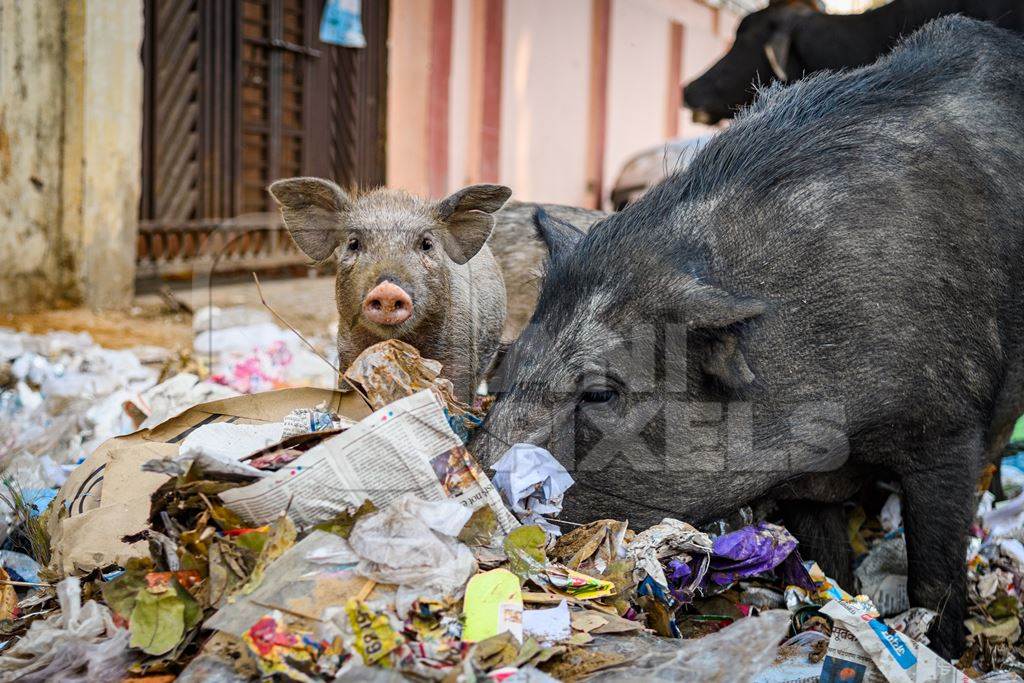 Indian urban or feral pigs scavenging for food in pile of garbage and waste in a street in Jaipur, India, 2022