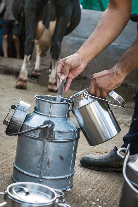 Man pouring Indian cow dairy milk by hand into a silver metal dairy can or bucket in an urban dairy with cow in background in Pune in Maharashtra, India, 2018