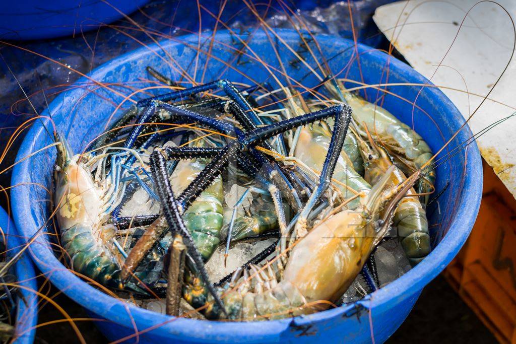 Blue bucket of crabs on sale at a fish market