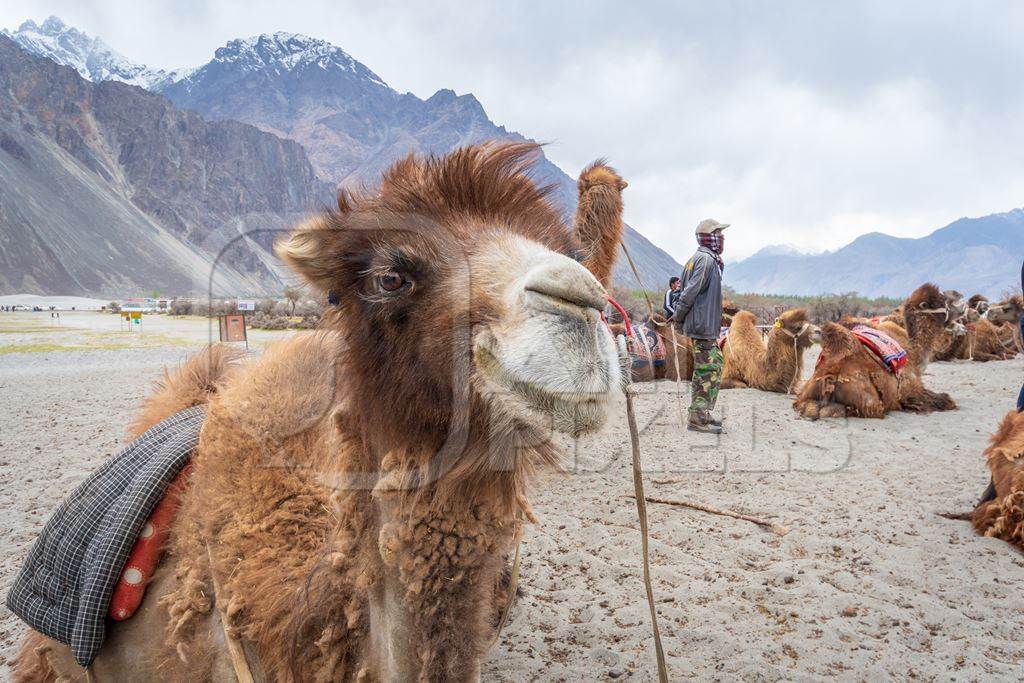 Bactrian camels harnessed ready for tourist animal rides at Pangong Lake in Ladakh