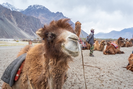 Bactrian camels harnessed ready for tourist animal rides at Pangong Lake in Ladakh