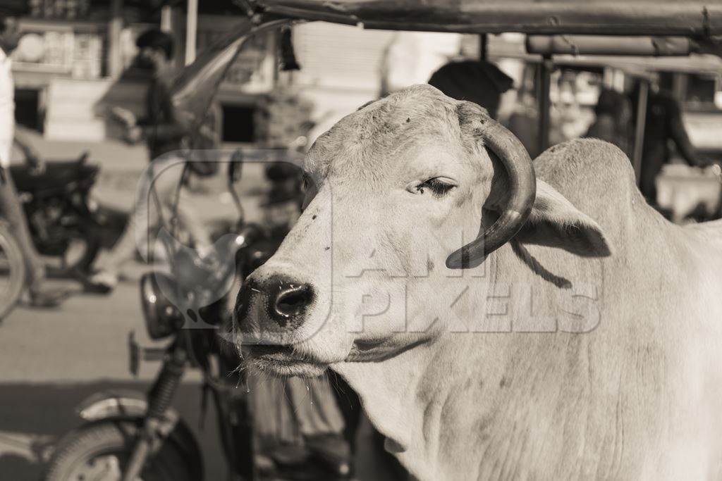 Indian street cow or bullock in the road in an urban city in black and white, Jaipur, India, 2022