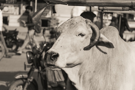 Indian street cow or bullock in the road in an urban city in black and white, Jaipur, India, 2022