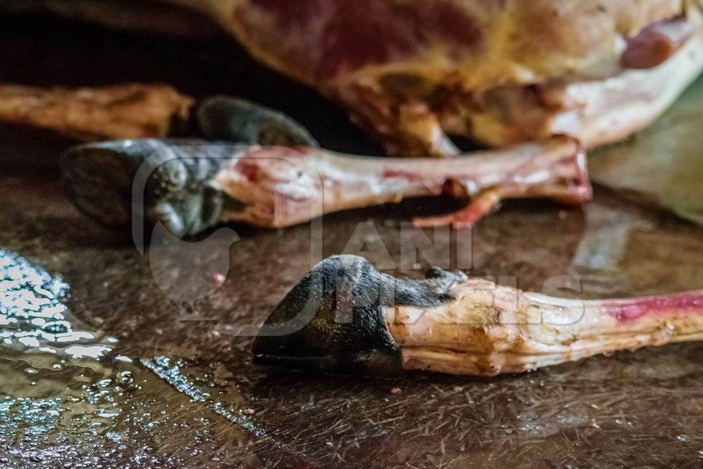 Legs of buffalo at Crawford meat market in Mumbai