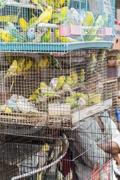 Cockatiels or budgerigars in cage on sale at Crawford pet market