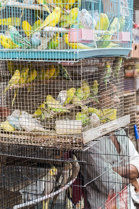Cockatiels or budgerigars in cage on sale at Crawford pet market