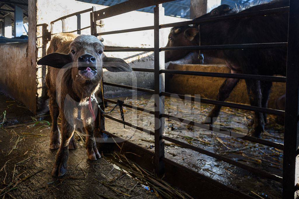 Farmed Indian buffalo calf tied up inside a large concrete shed on an urban dairy farm or tabela, Aarey milk colony, Mumbai, India, 2023