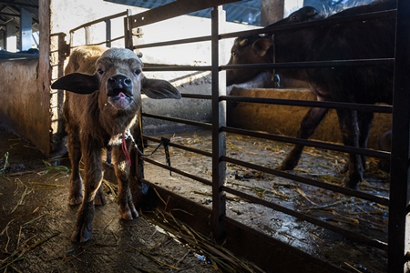 Farmed Indian buffalo calf tied up inside a large concrete shed on an urban dairy farm or tabela, Aarey milk colony, Mumbai, India, 2023