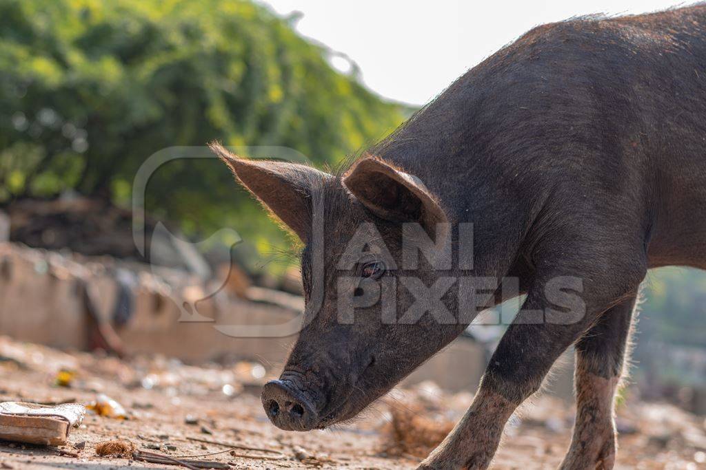 Indian urban or feral pigs in a slum area in an urban city in Maharashtra in India