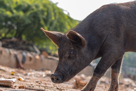 Indian urban or feral pigs in a slum area in an urban city in Maharashtra in India