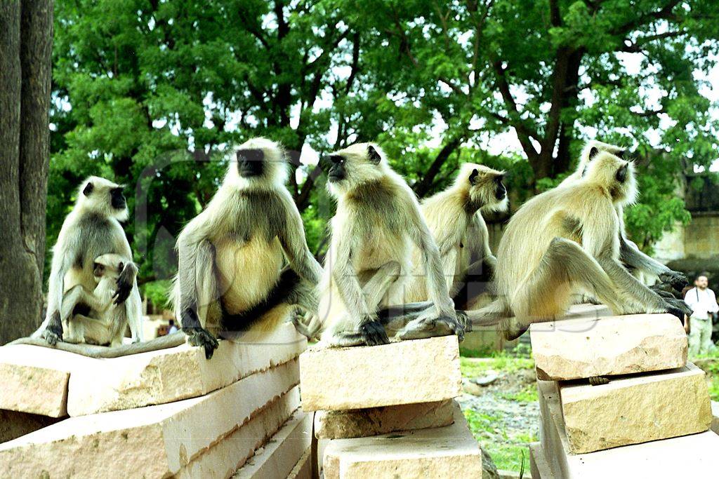 Many grey langurs sitting on a wall
