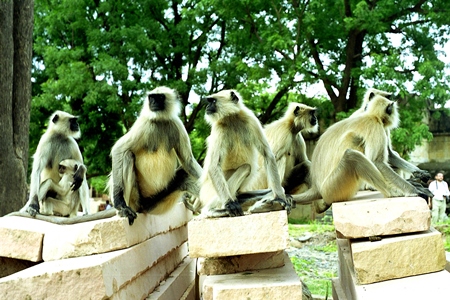 Many grey langurs sitting on a wall