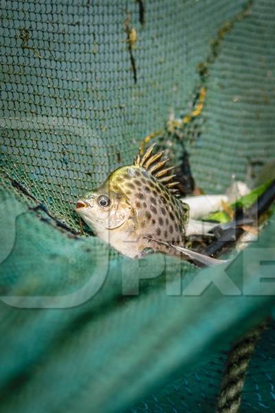 Fish in fishing net at the Kochi fishing harbour