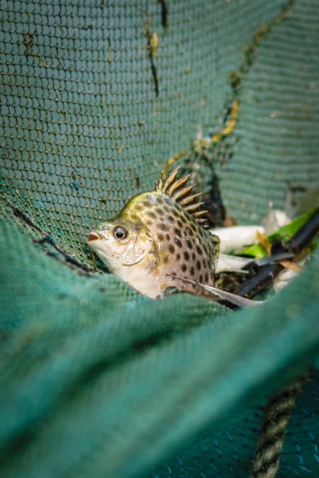 Fish in fishing net at the Kochi fishing harbour