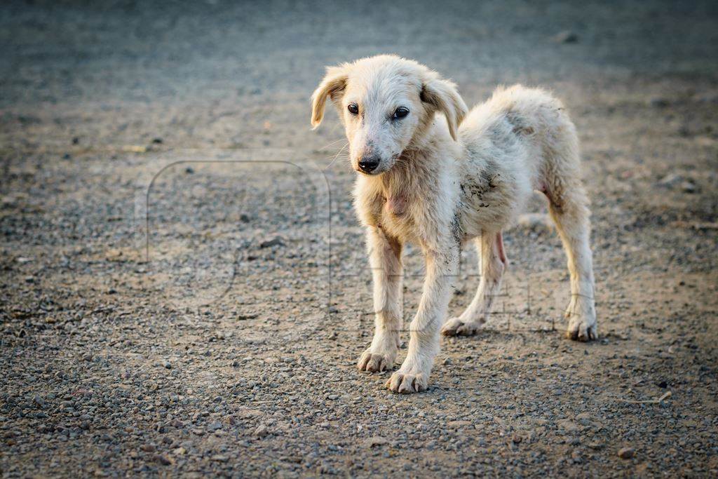 Small white sad puppy alone on wasteground in urban city in India